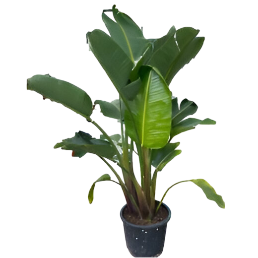 planta
